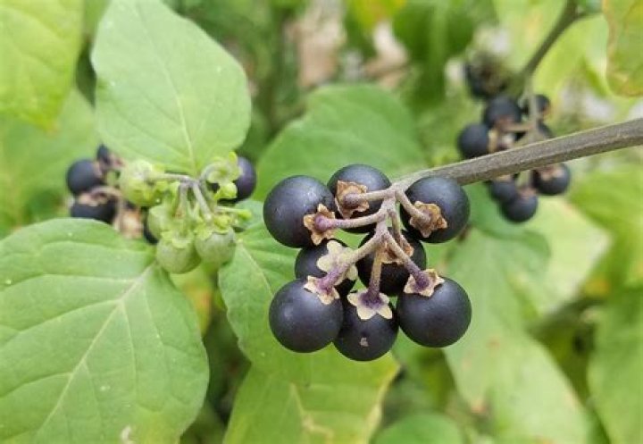 Is Solanum nigrum poisonous