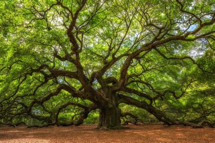 Is the Angel Oak Tree Free