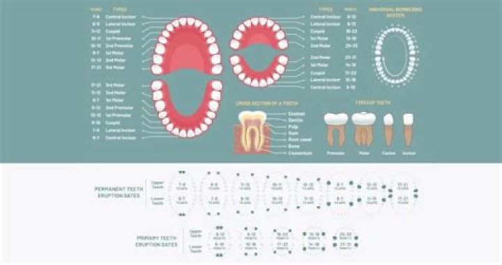 Is Tooth R anterior or posterior