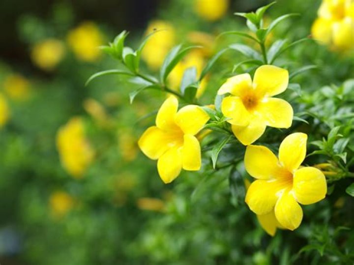 Is Yellow Jasmine poisonous to humans
