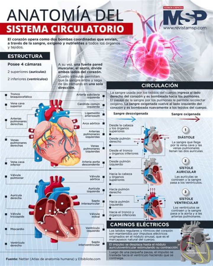 ¿Qué es el sistema cardiovascular y para qué sirve