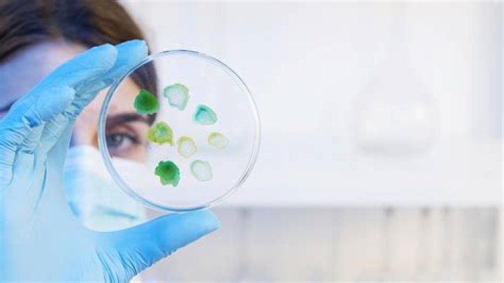 ¿Qué es la micología y que estudia