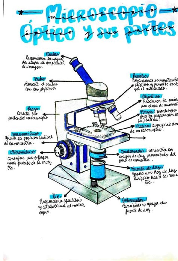 ¿Qué función cumple cada una de las partes del microscopio