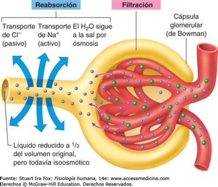 ¿Qué pasa cuando el riñón filtra proteínas