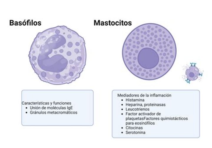¿Qué son los basófilos