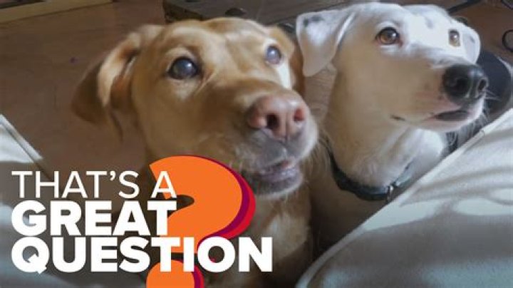 Question: Are Dogs Mammals