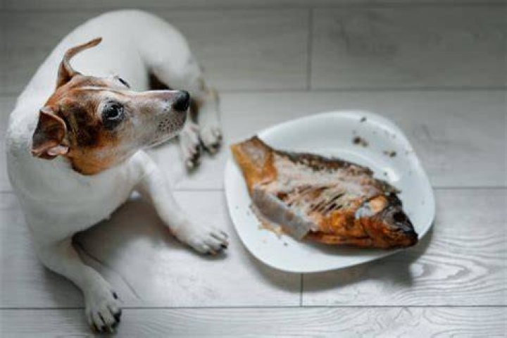 Question: Are Man Eating Fish Real