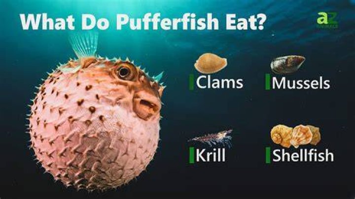 Question: Can A Puffer Fish Kill A Shark