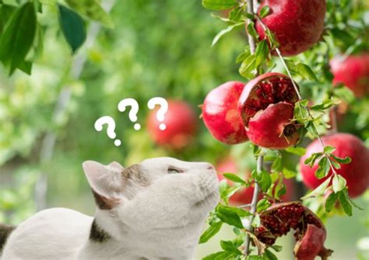Question: Can Dogs And Cats Eat Pomegranate