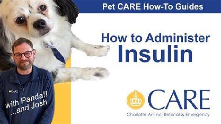 Question: Can I Give My Dog Insulin 3 Hours Late