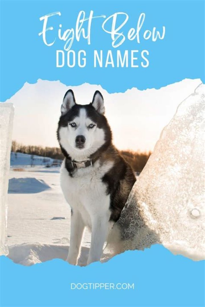 Question: Do The Dogs Make It In Eight Below