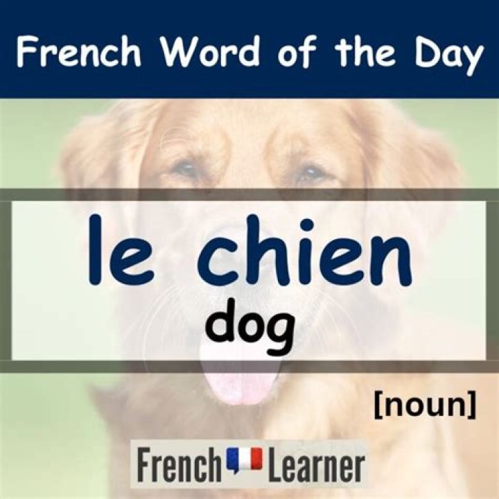 Question: How Do You Say Dog In French