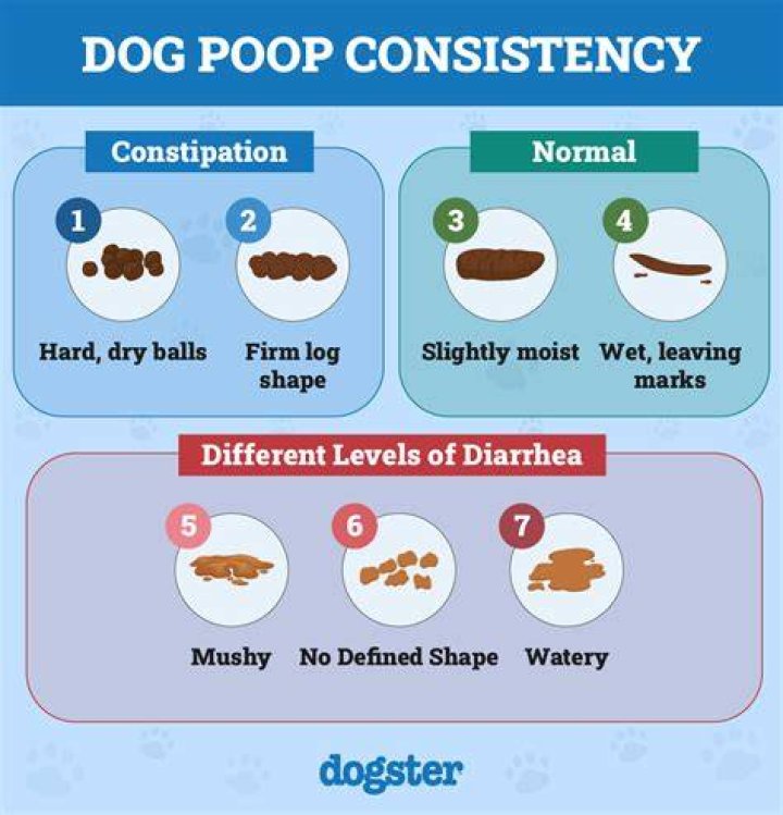 Question: How To Help Dog With Constipation After Anesthesia How Long