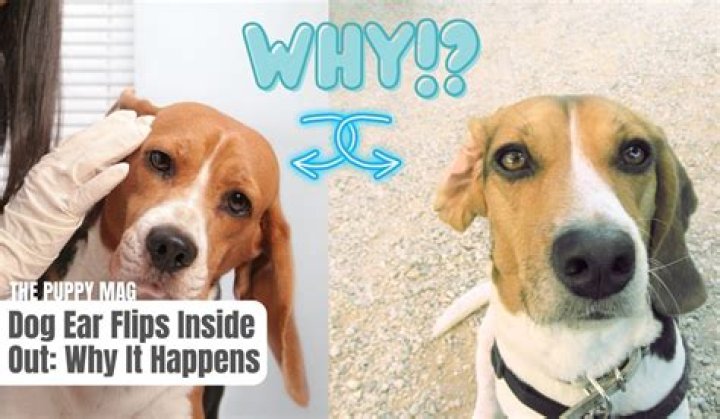 Question: Why Do Dogs Flip Their Ears Inside Out