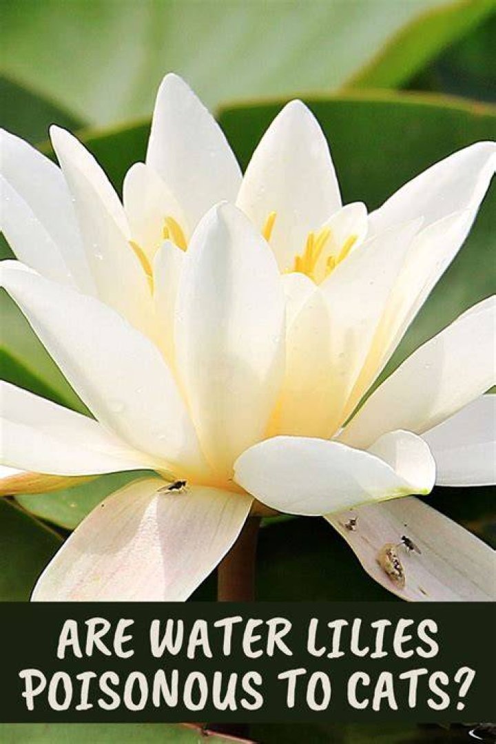Quick Answer: Are Peace Lilies Poisonous To Betta Fish
