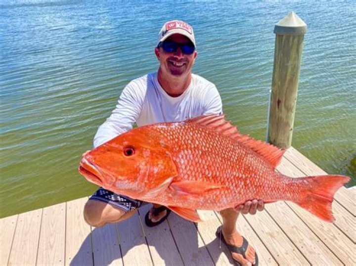 Quick Answer: Are Rock Cod And Red Snapper The Same Fish