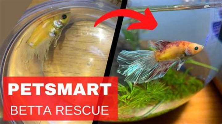 Quick Answer: Can I Exchange Fish In Petsmart