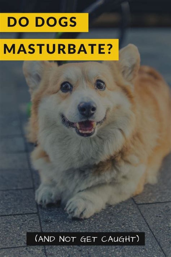 Quick Answer: How Do Dogs Masturbate