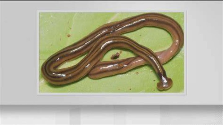 Quick Answer: How Long Do Fishing Worms Stay Alive.In The Fridge
