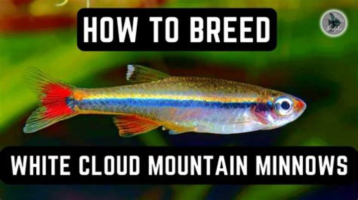Quick Answer: How Much Do Fishing Minnows Cost