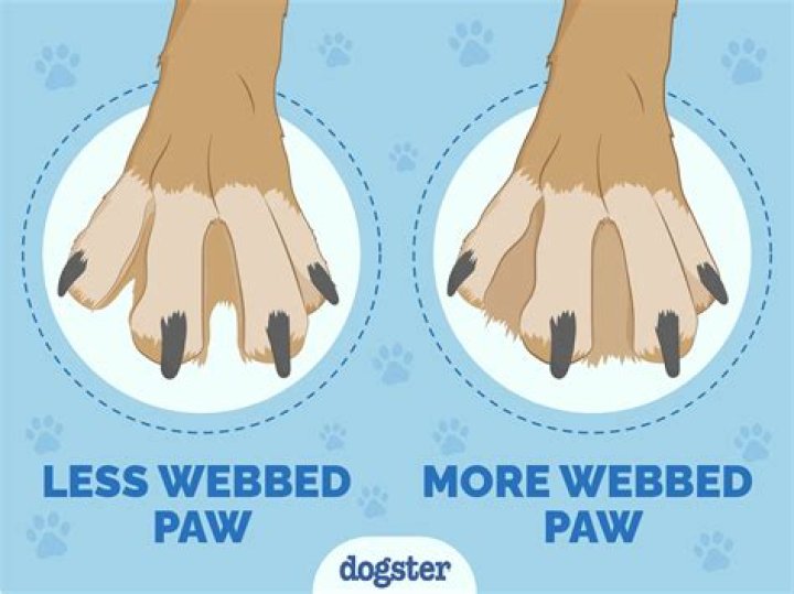 Quick Answer: Why Don’t Dogs Like Their Front Paws Touched
