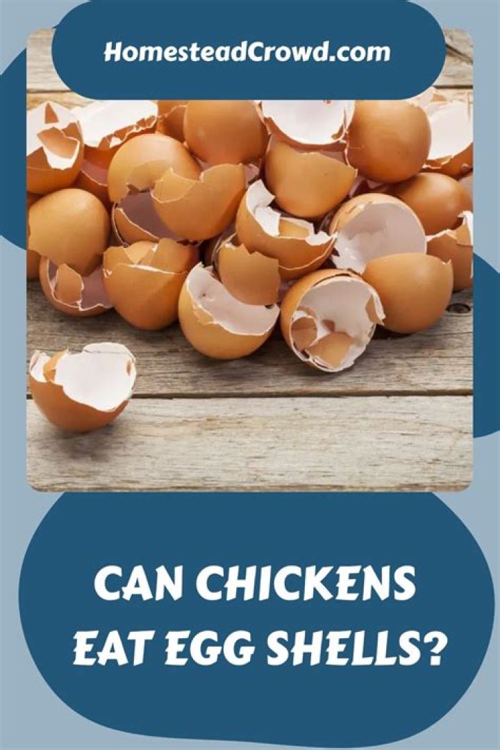Should chickens eat egg shells