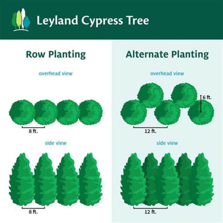 Should I plant Leyland cypress