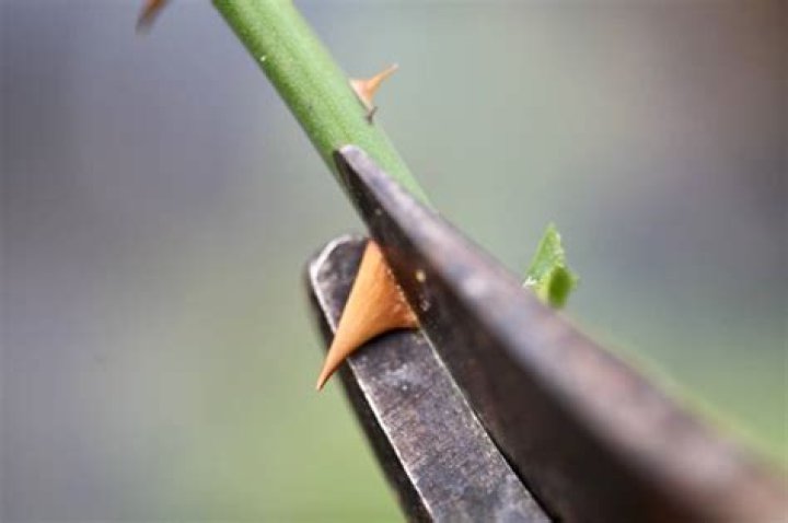 Should I remove thorns from lemon tree