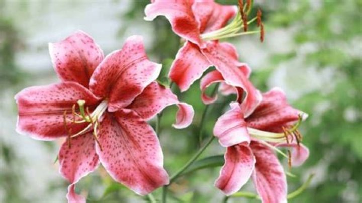 Stargazer Lily Meaning - How To Discuss