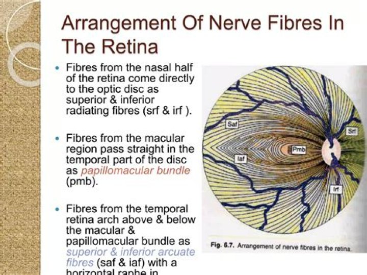 What are bundles of nerve fibers in the CNS called