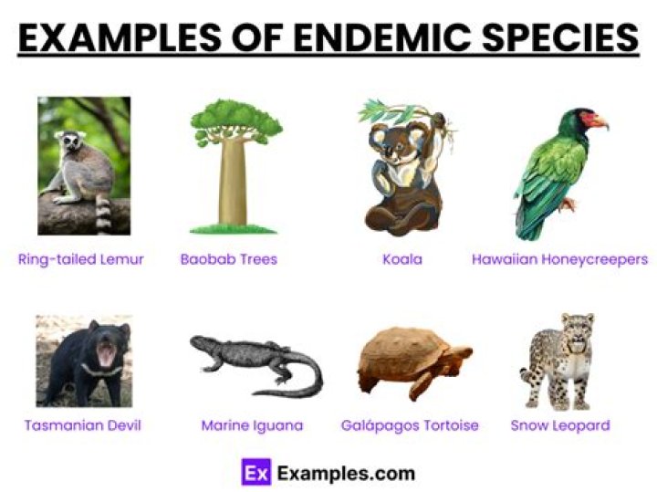 What are endemic plants and animals