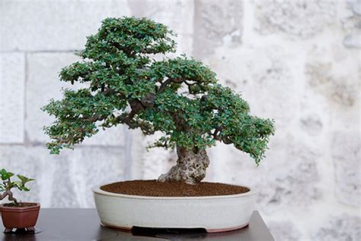 What are good indoor bonsai trees