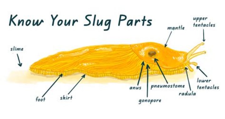 What are slugs and where do they come from