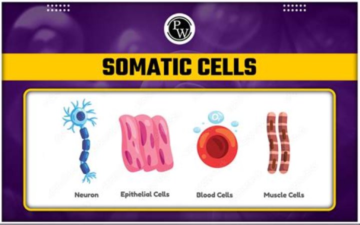 What are somatic cells quizlet