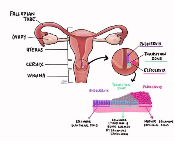 What are squamous cells in the cervix