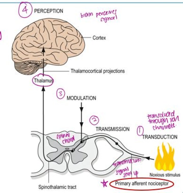 What are the 4 processes of nociception