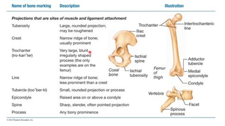 What are the bone processes