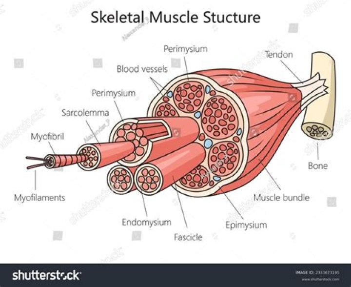 What are the components of skeletal muscle