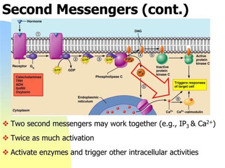 What are the different types of second messengers