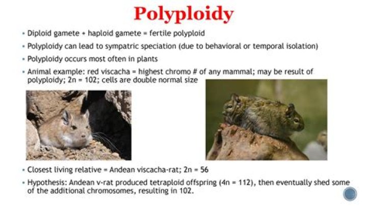 What are the effects of polyploidy