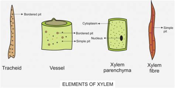 What are the elements of xylem