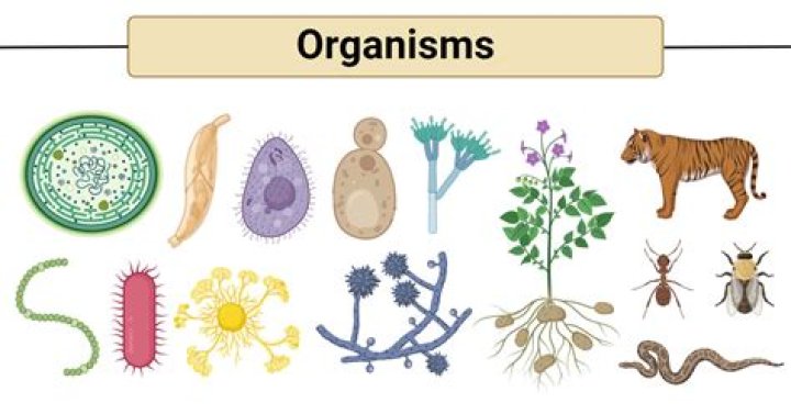 What are the individual features of all organisms