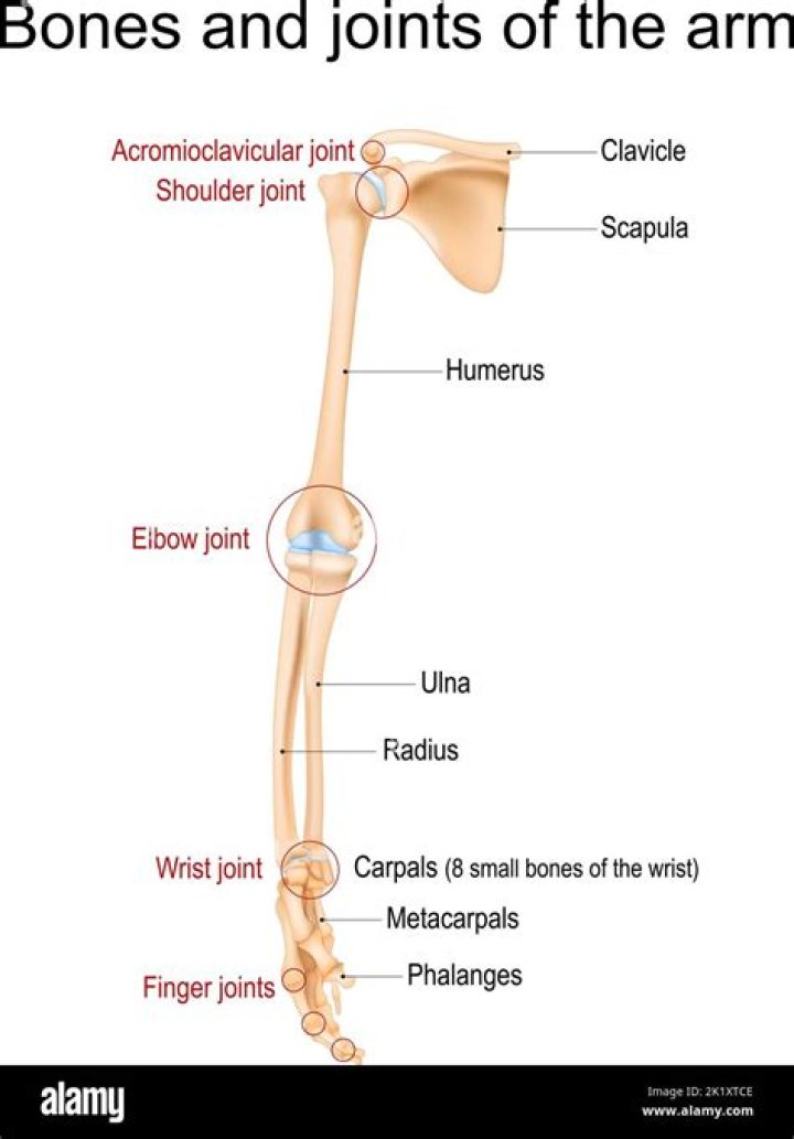 What are the joints of the upper limb