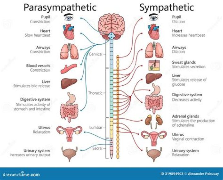 What are the parasympathetic receptors