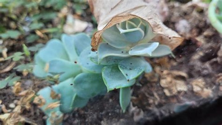 What are the sesame seed looking things on my bed