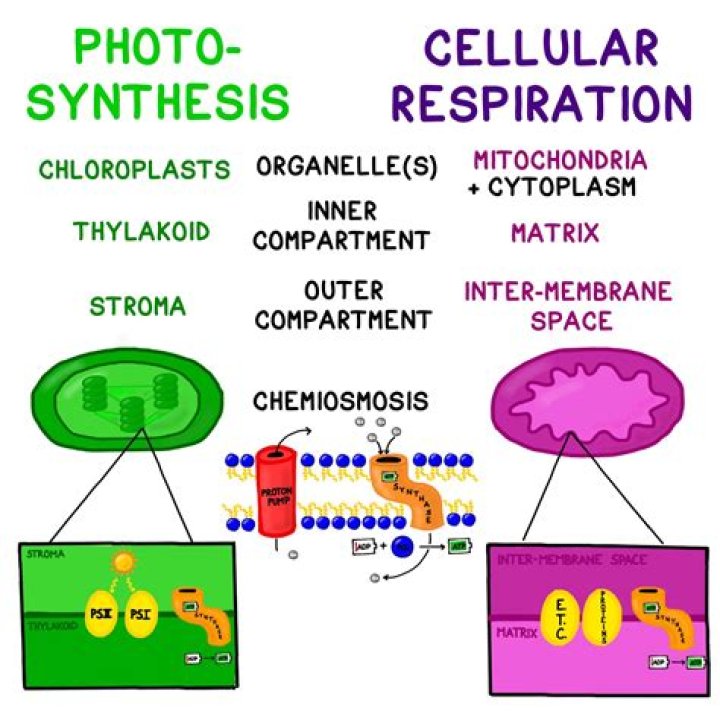 What are the similarities between photosynthesis and aerobic respiration