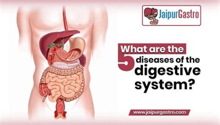 What are the six main organs of the digestive system