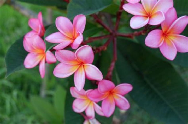 What are the white Hawaiian flowers called