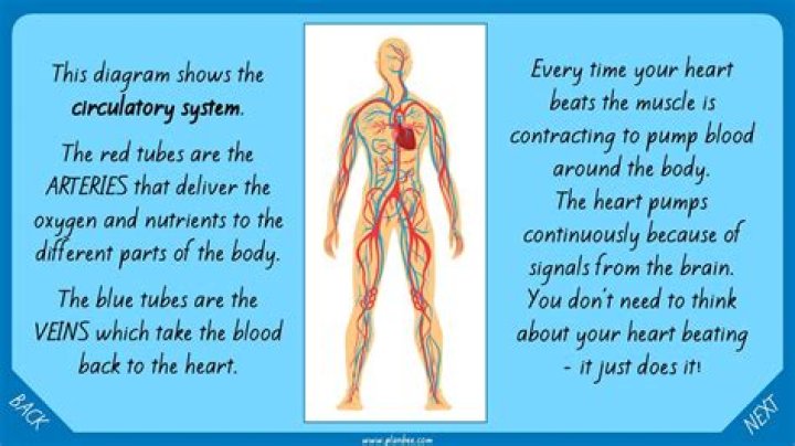 What are two facts about the circulatory system