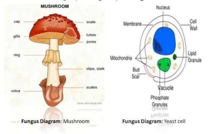 What are two morphological forms of fungi